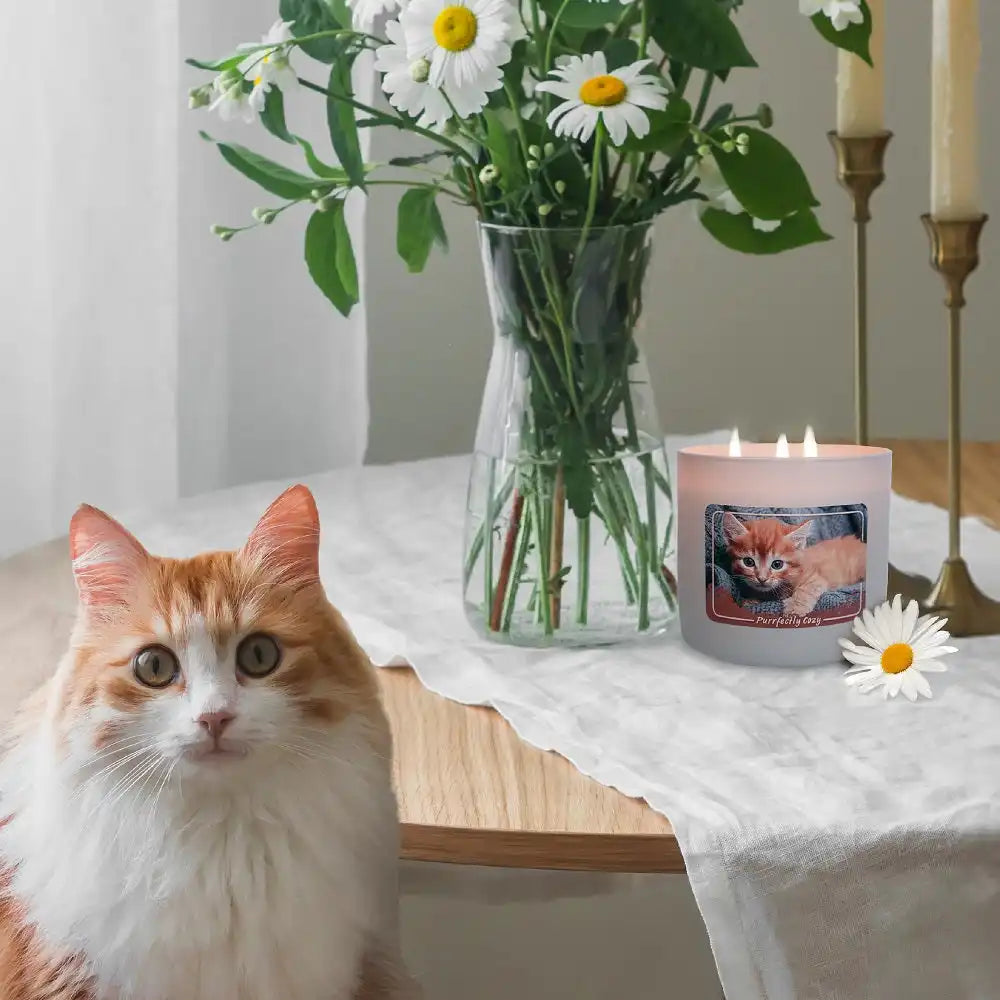 Purrfectly Cozy, 3-wick candle