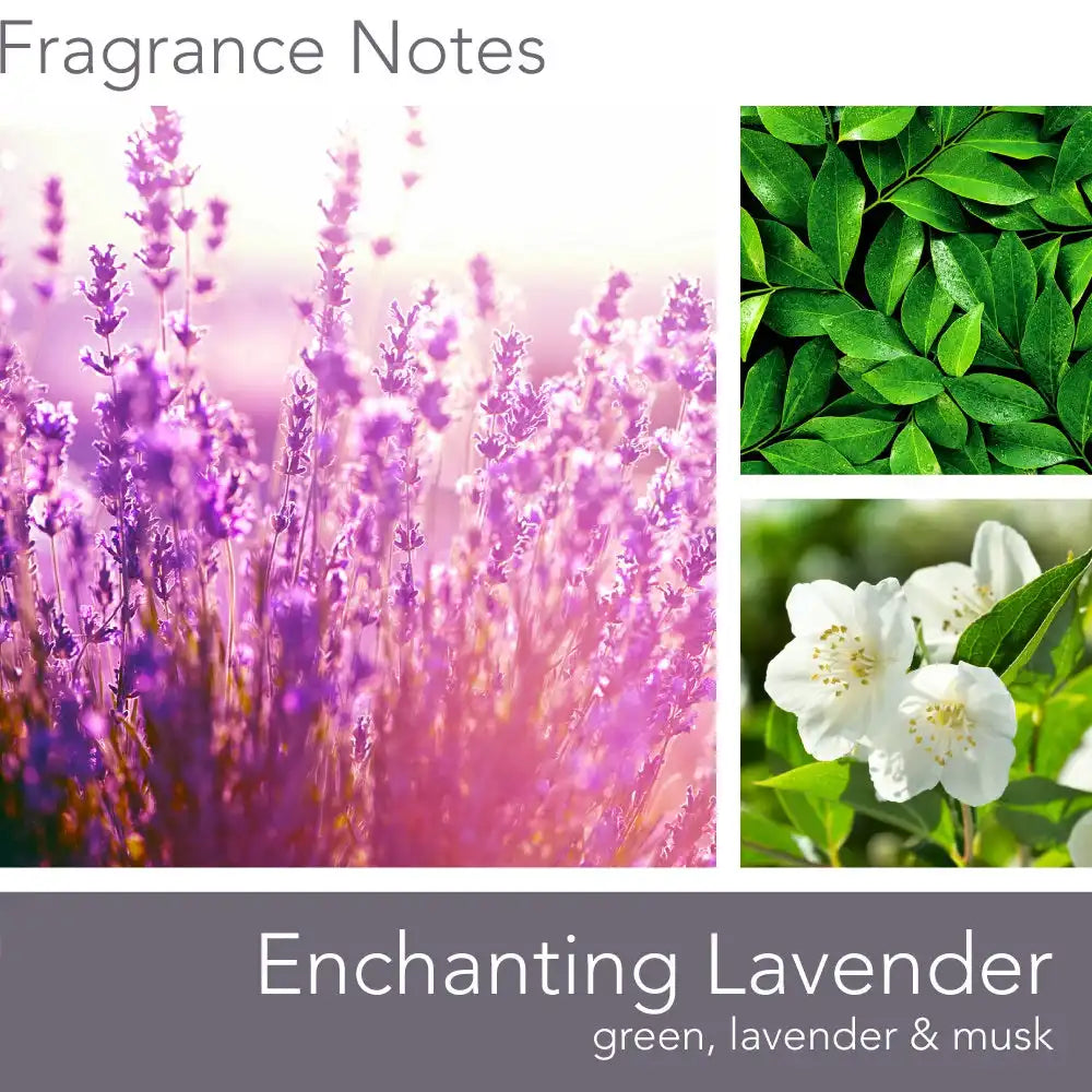 Enchanting Lavender, 16 oz