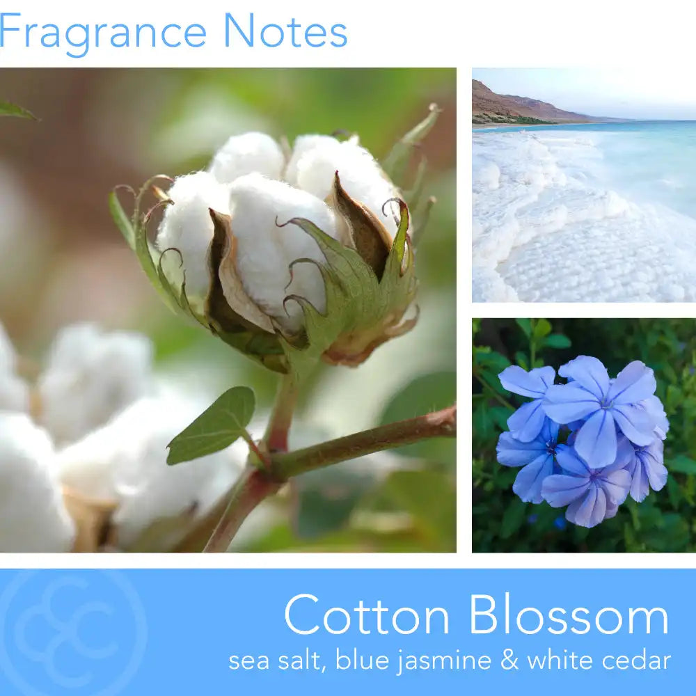 Cotton Blossom, 14 oz