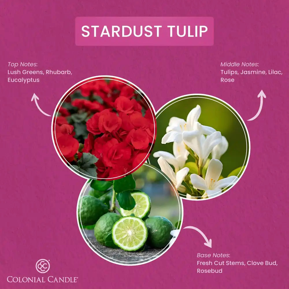 Stardust Tulip, 14.5 oz